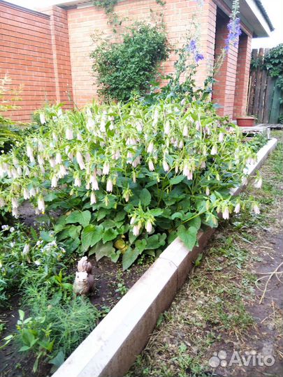 Многолетние цветы