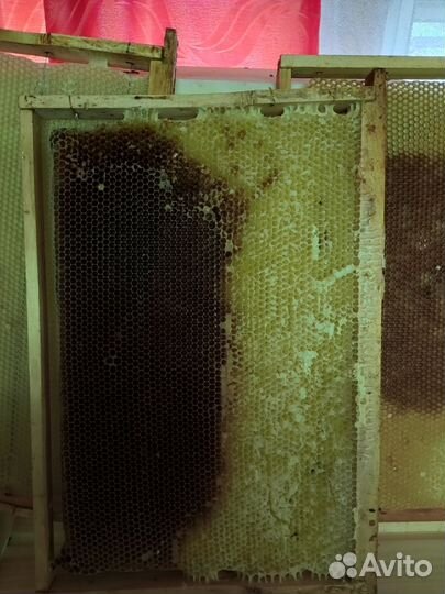 Сушь для пчел