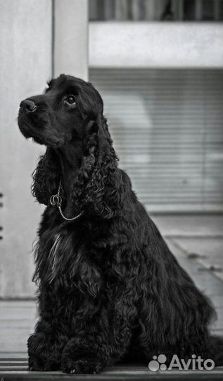 Щенки кокер спаниеля