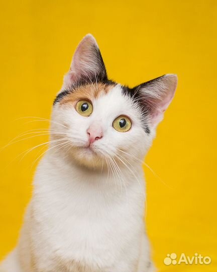 Идеальная Афина ищет свой дом