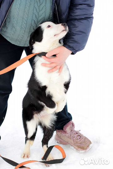 Щенок Девочка 5 мес