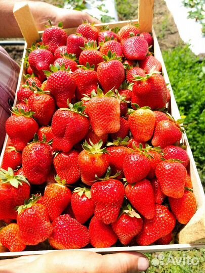 Ремонтантная клубника Мурано