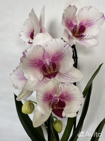 Орхидея бабочка