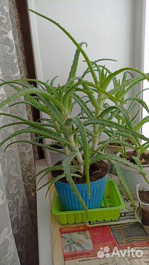 Алоэ лечебный