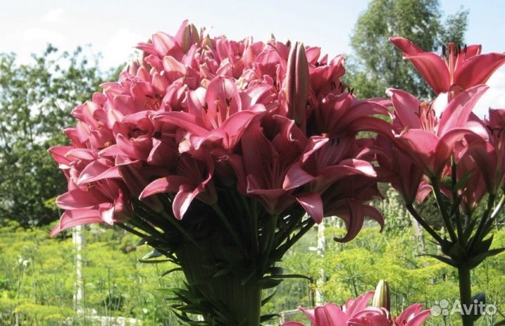 Лилии в форме букета цветов