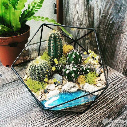 Флорариум. Флорариумы с суккулентами в спб и ло