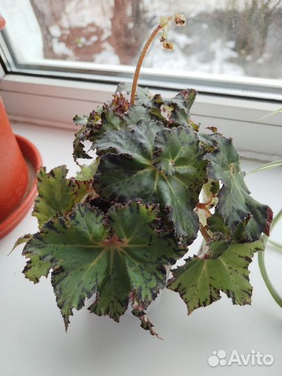 Комнатные растения