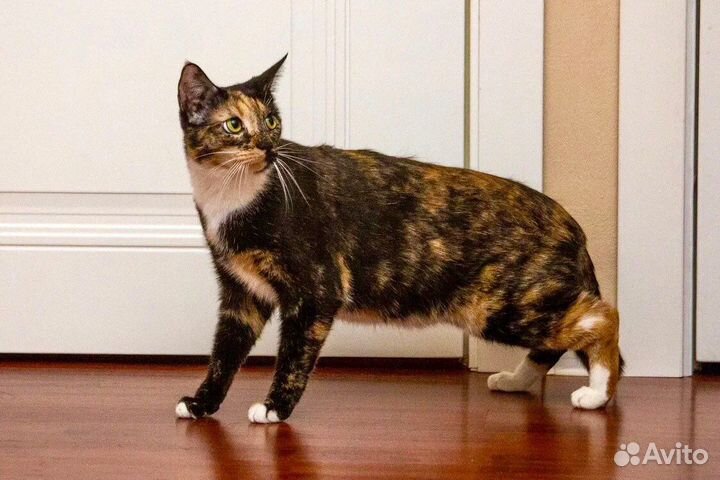 Кошечка Кира - девочка с огоньком в дар