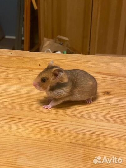 Сирийские хомяки (4 недели)