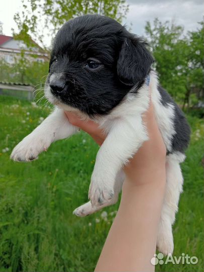 Щенки от маленькой собачки в добрые руки