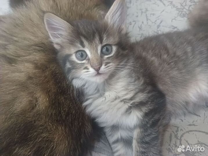 Котята в дар