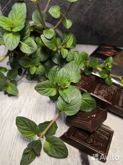 Сортовая Мята, пряные травы