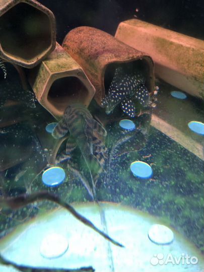 Номерные L-сомы