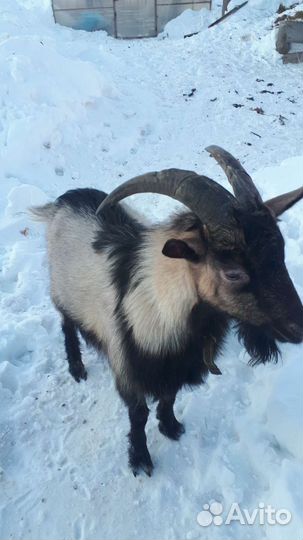 Козел альпийский