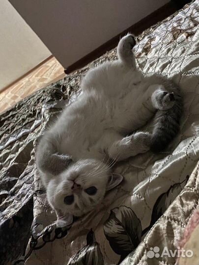 Отдадим котика в добрые руки