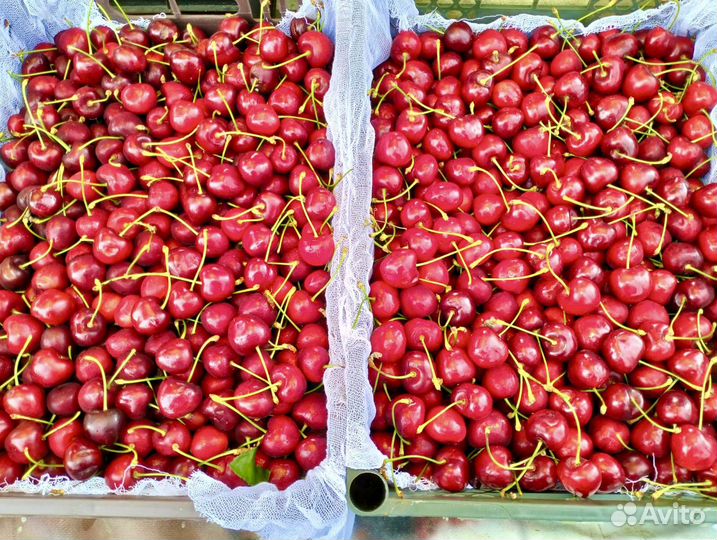 Черешня (Крупная,сладкая )