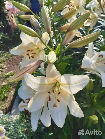 Цветы садовые