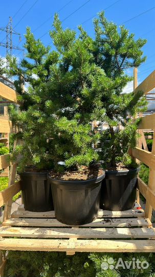 Сосна Банкса Киммерхольц