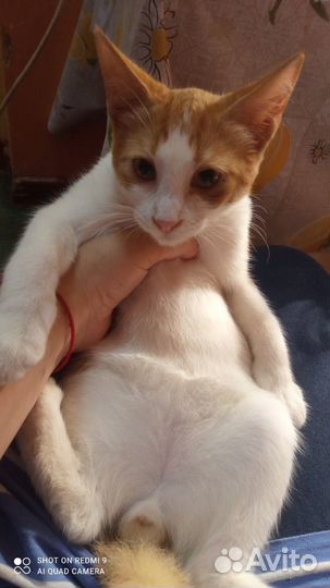 Теплый и рыжий (котенок в добрые руки)