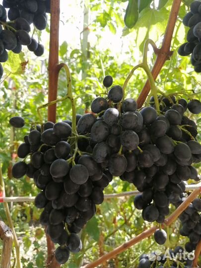 Саженцы винограда