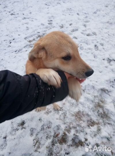 Собака в добрые ручки