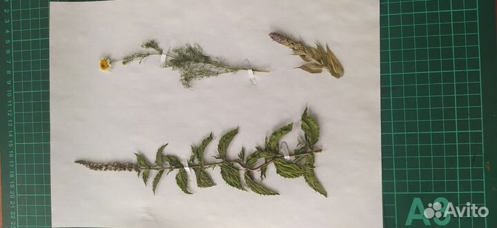 Гербарий, сухоцветы