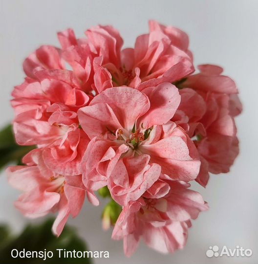 Пеларгония герань сортовая