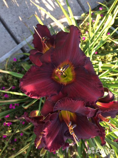 Продаю сортовые лилейники