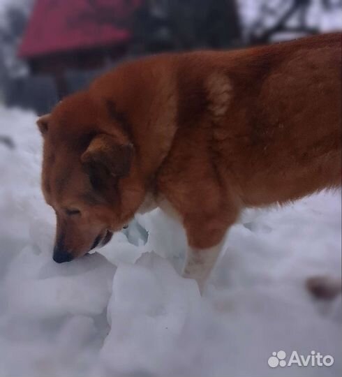 Собака в добрые руки