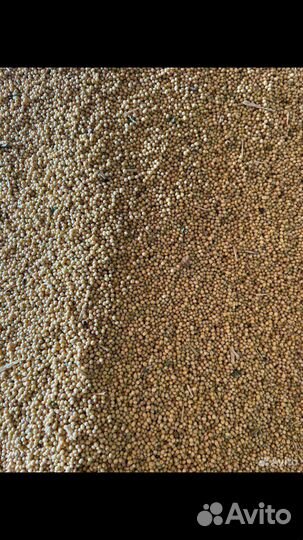 Семена горчицы