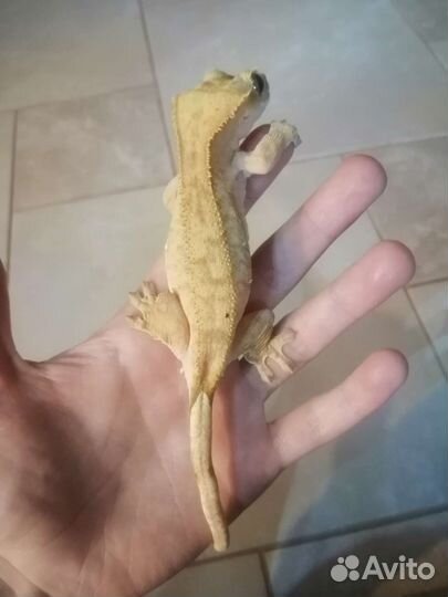 Реснитчатый бананоед самки