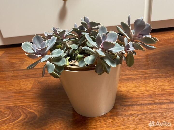 Суккуленты