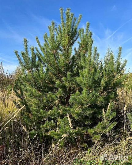 Сосна обыкновенная