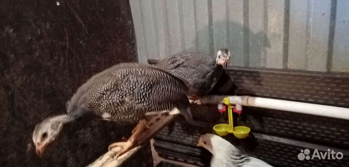 Инкубационные яйца цесарок