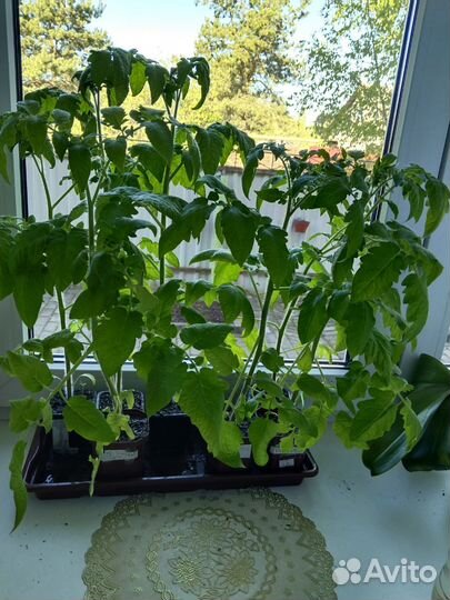 Рассада томатов