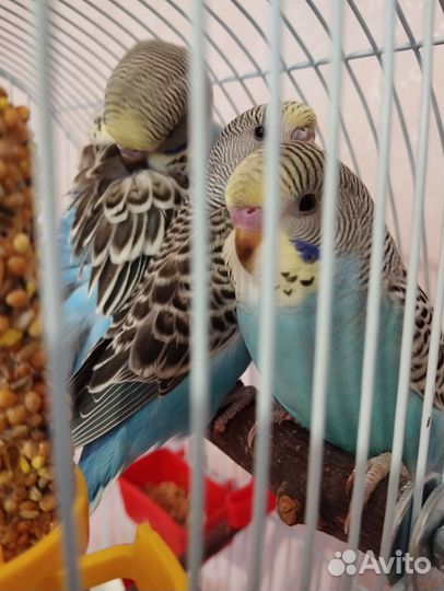 Птенцы волнистых попугайчиков