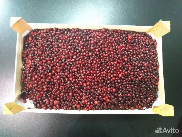 Продам клюкву сибирскую