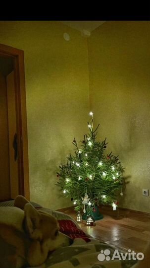 Живая новогодняя Ёлка
