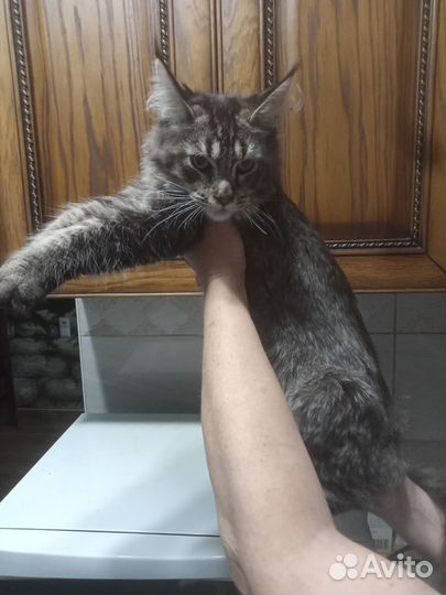Мейн Кун котята
