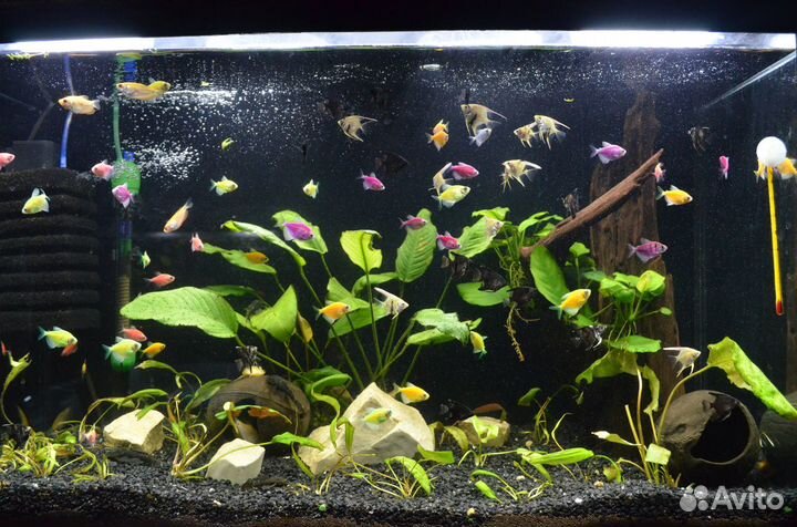 Аквариумные рыбки продам,малька много