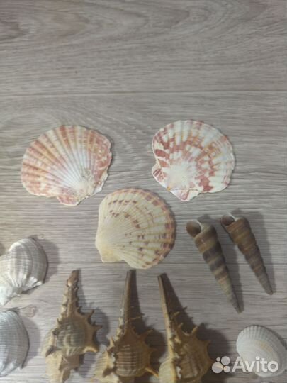 Морские ракушки для поделок