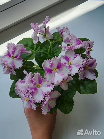 Фиалки цветущие