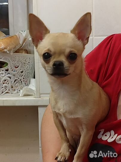 Девочка чихуахуа