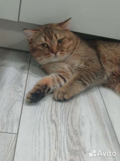 Шотландский кот вязка