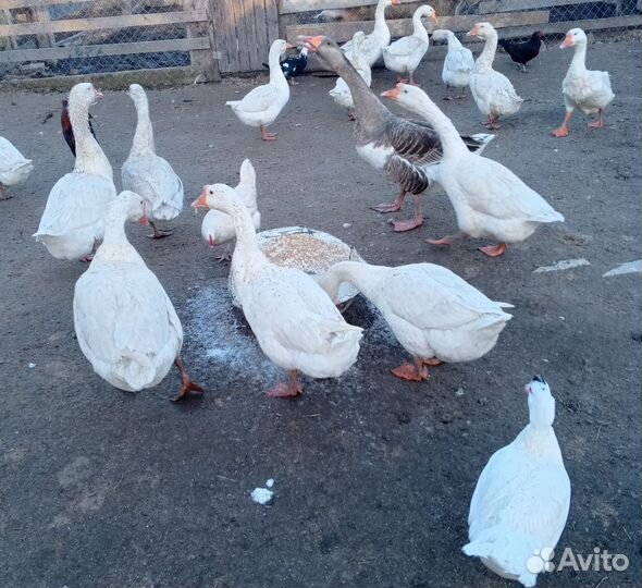 Племенные гуси Линда