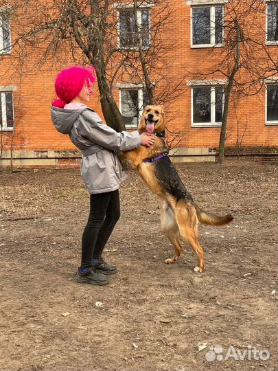 Собака Идеальный и добрый пёсик