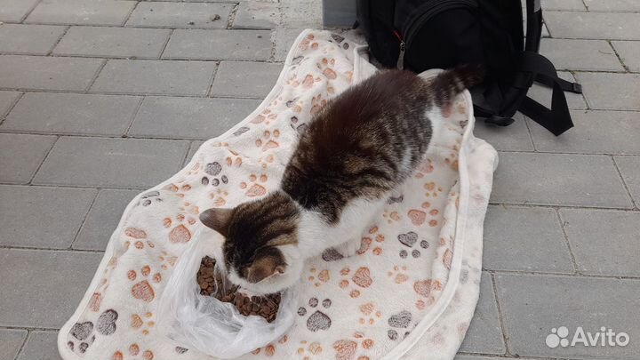 Отдам котёнка в добрые руки