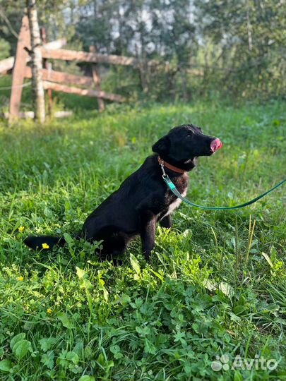 Щенок мальчик Рон