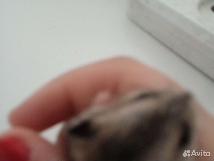 Хомяки джунгарики