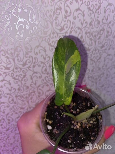 Филодендрон Magic Mask